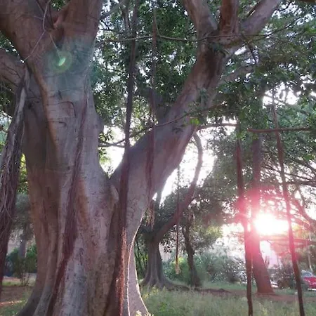 Relax Nel Verde- Giodapi Palm