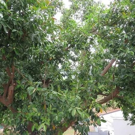 Relax Nel Verde- Giodapi Palm Apartment *