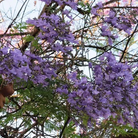 Relax Nel Verde- Giodapi Palm *