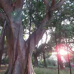 Relax Nel Verde- Giodapi Palm